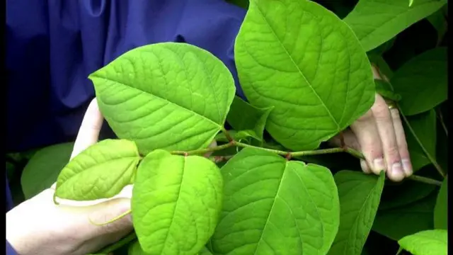 Japanese knotweed