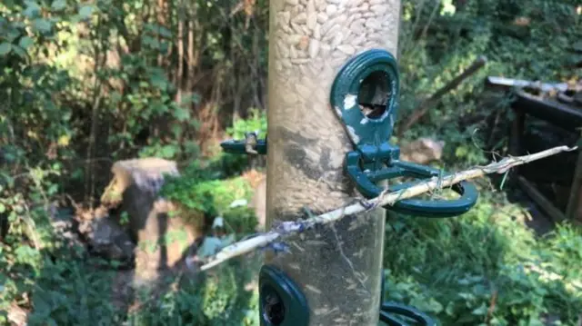 A sticky substance is placed on feeders and surrounding vegetation to create a glue trap