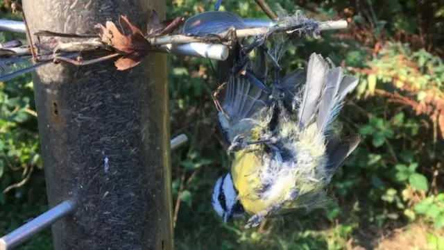 A sticky substance is placed on feeders and surrounding vegetation to create a glue trap