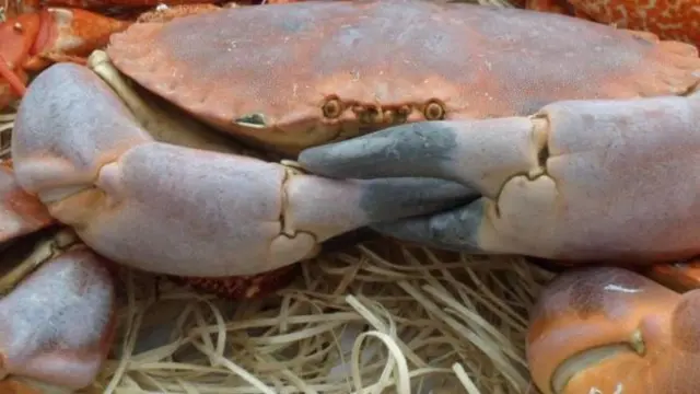 crab