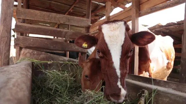 Cows eating