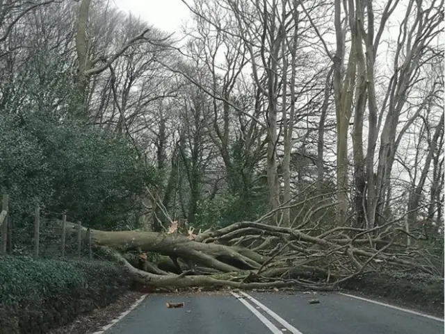 fallen tree