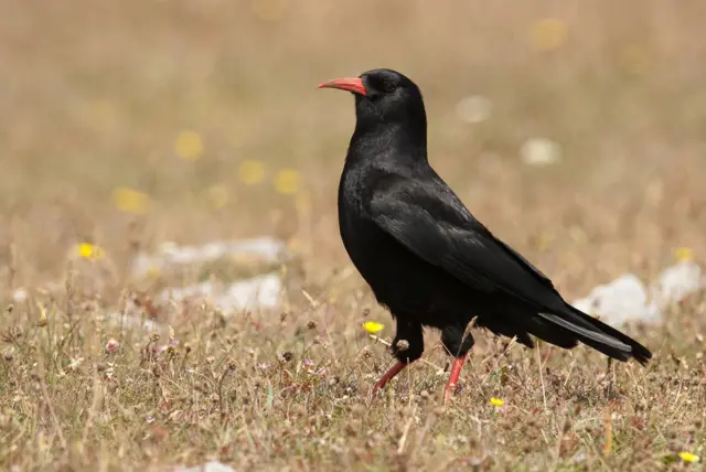 chough