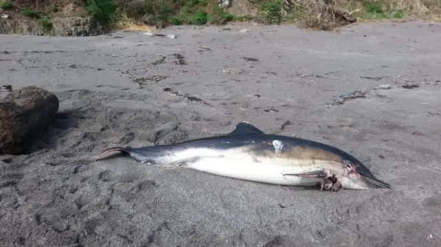 Stranded dolphin