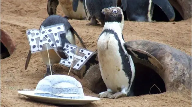 African penguin