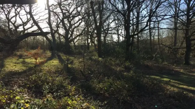 Ashtead Common