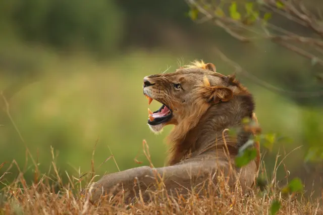 A lion relaxes on the banks of the Luvuvhu river at the Pafuri game reserve on July 21, 2010 in Kruger National Park, South Africa