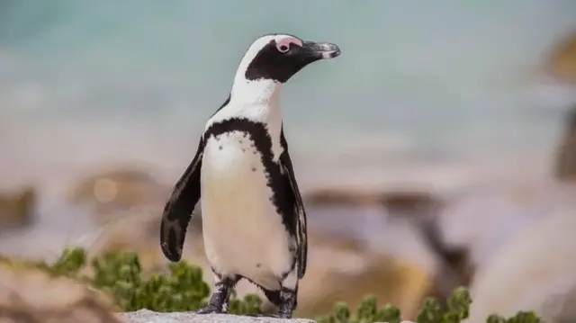 An African penguin