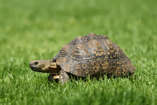 A tortoise in South Africa in 2008