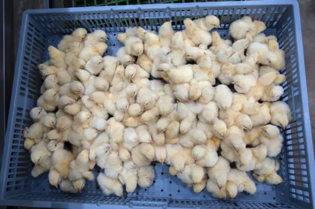 A picture taken on July 12, 2017 shows day-old chicks at the Valentine Chicken Hatchery