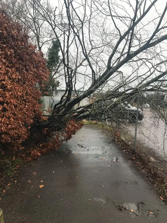 fallen tree