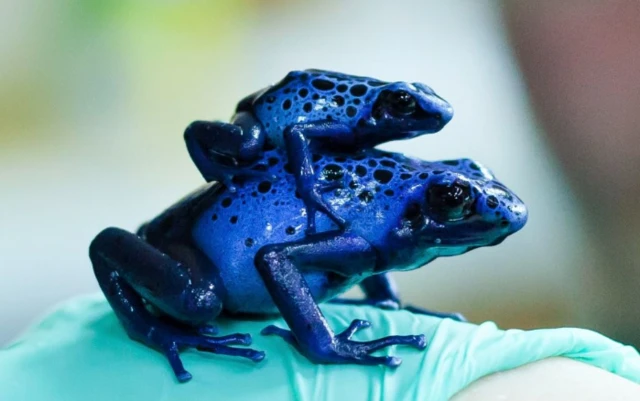 Blue frogs