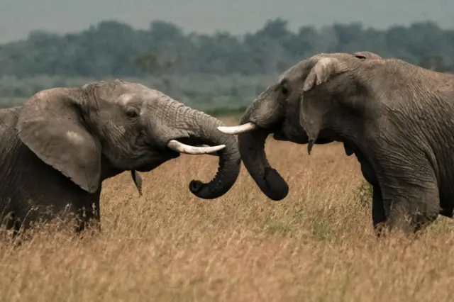 Elephants play in the Mara Triangle, the north western part of Masai Mara national reserve managed by Non profit organization Mara Conservancy, in southern Kenya, on January 24, 2018.