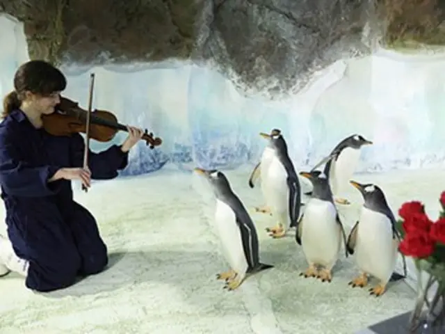 The penguins had a serenade from a violinist from Birmingham City University’s Royal Birmingham Conservatoire