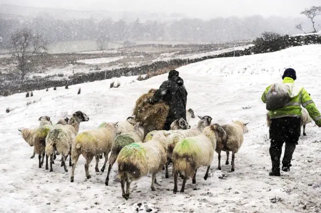 Sheep in snow