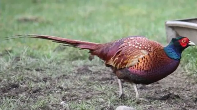 pheasant