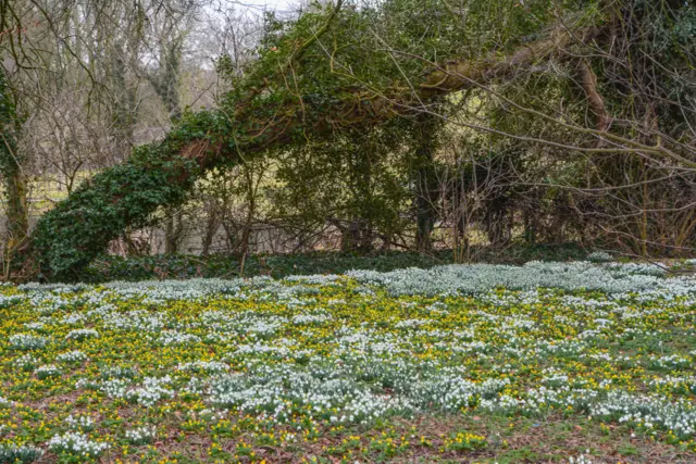 Snowdrops