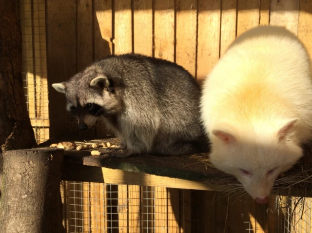 Animals at Messignham Zoo