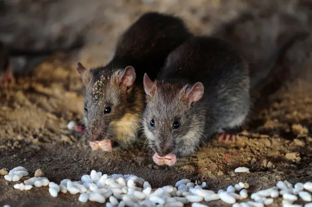 Rats eat grains of puffed rice in Allahabad, India, on July 28, 2015