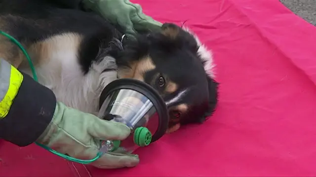 Dog with oxygen mask