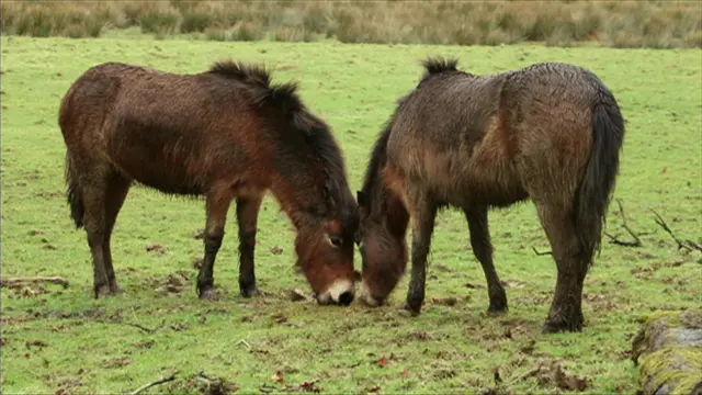 Exmoor pony