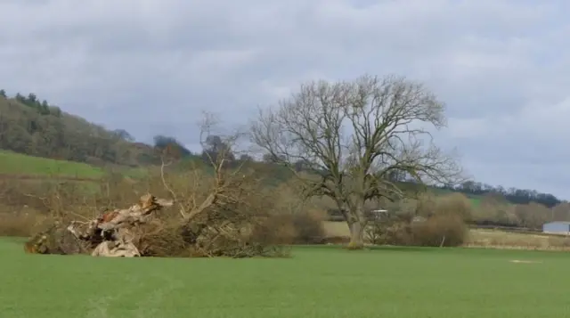 fallen oak