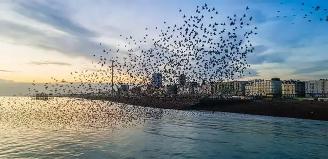 Starlings over the West Pier in Brighton