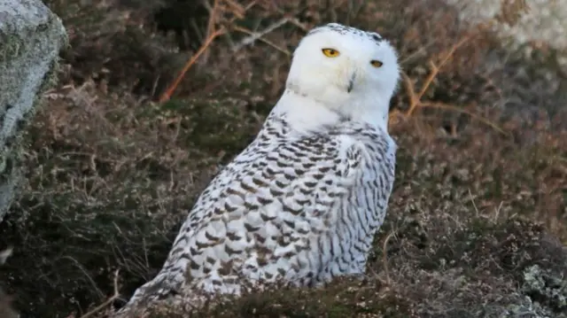 Snowy owl flying