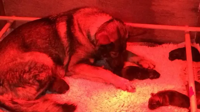 Police dog Orla with puppies