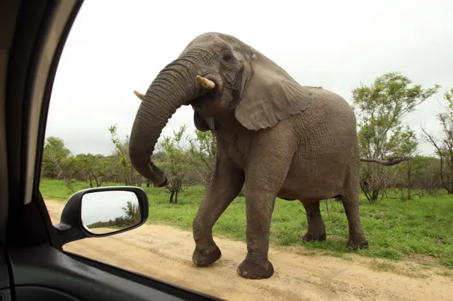 An elephant comes toward a car for a closer look pictured in the Kruger National Park in Malelane, South Africa.