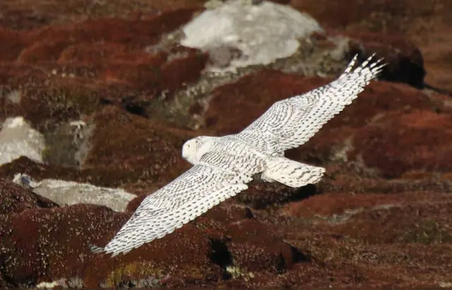 Snowy owl flying