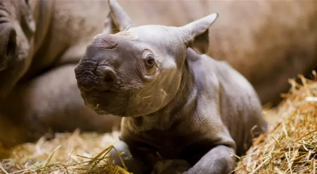 Baby Rhino