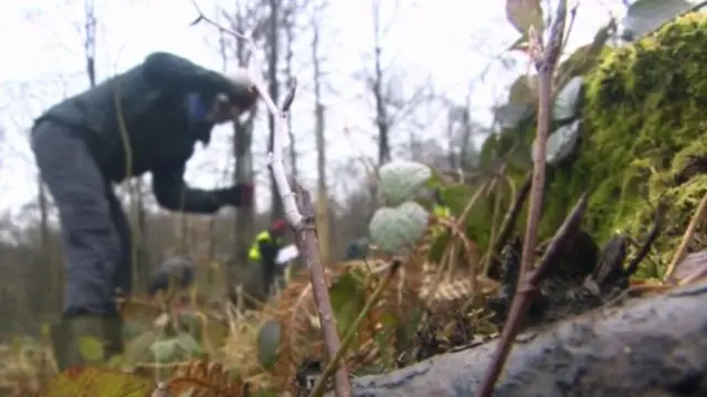 Trees being planted