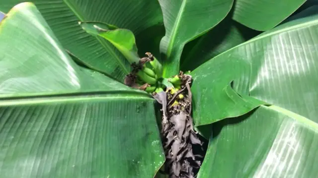 Banana tree
