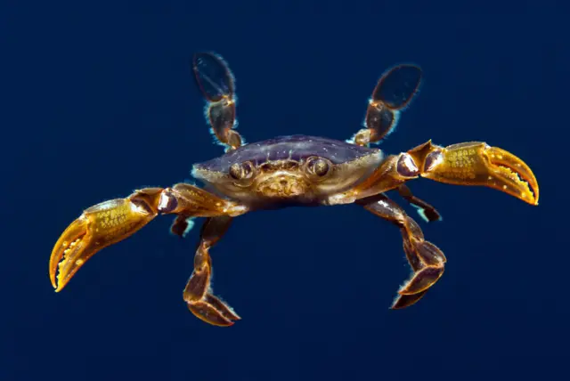 Underwater crab