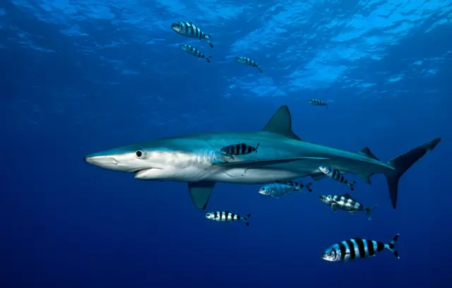 Shark