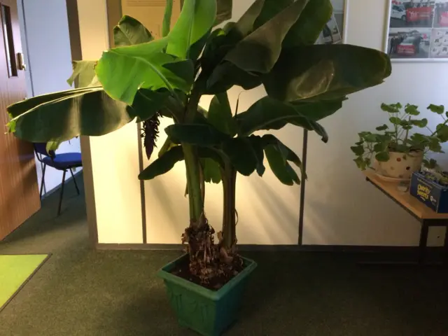Banana plant
