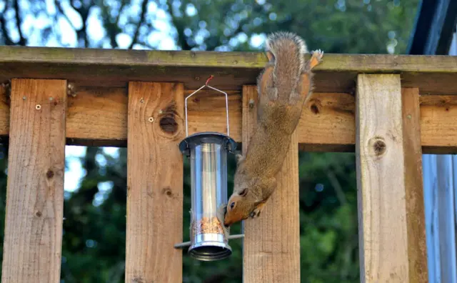 Grey squirrel