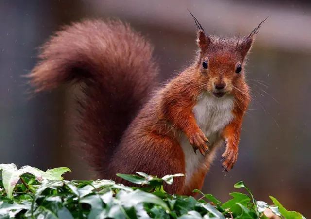 Red squirrel. Pic: Owen Humphreys/PA