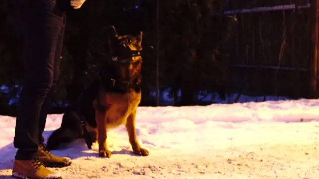 Police dog in Latvia