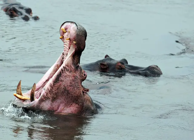 Hippopotamus wallow in river Dungu on February 2, 2016 at the Garamba National Park in north-eastern Democratic Republic of Congo (DRC)