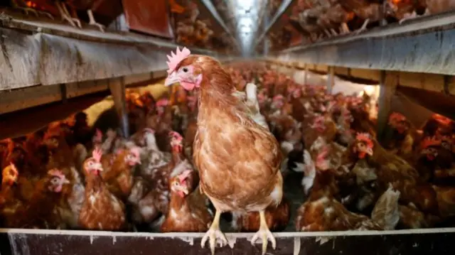 Hens in a hen shed