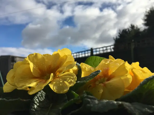 Yellow flowers