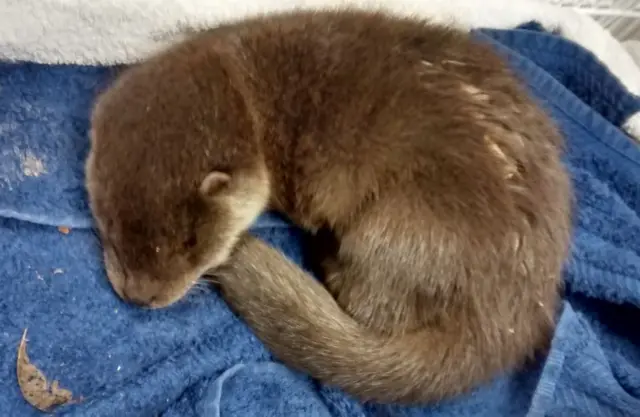 Flow the baby otter