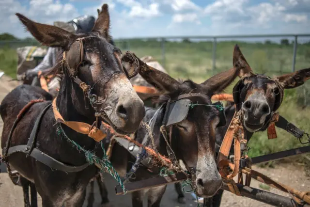 Villagers use donkeys to pull their cart at Magosane village on February 9, 2017 in the North West Province, South Africa.