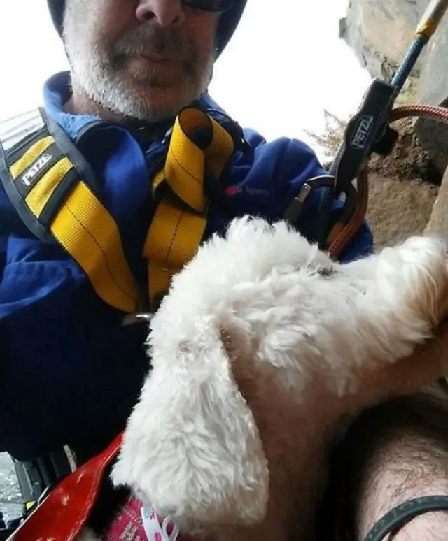 Dog is rescued from cliffs in Devon