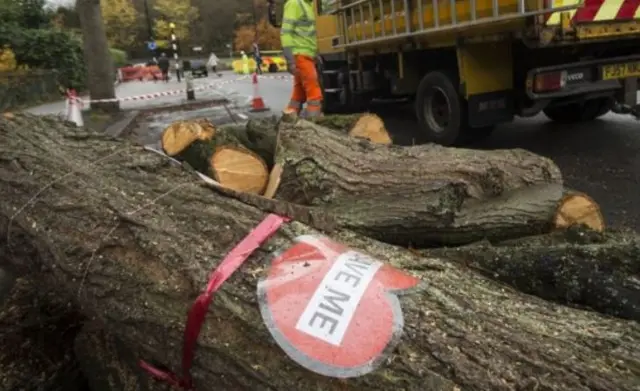 Tree felling in Sheffield