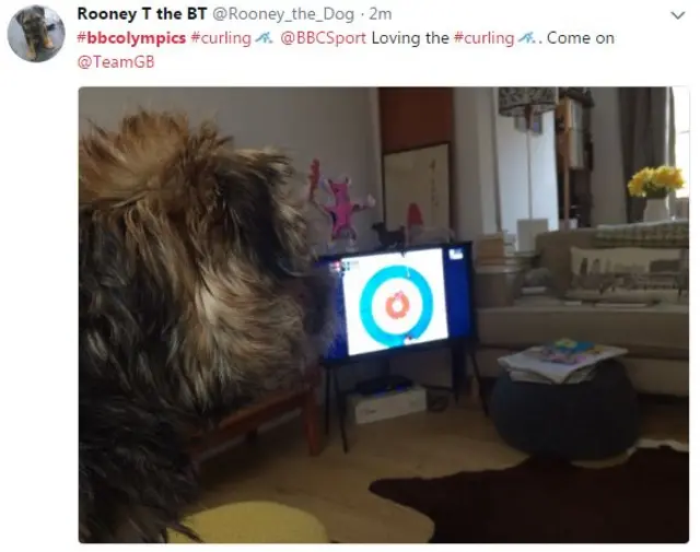 Rooney the dog watching the curling