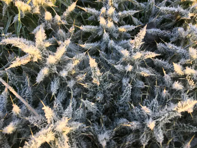 Frosty thistles