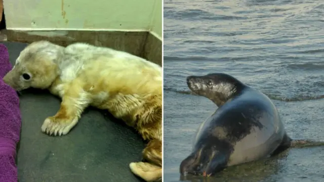 A seal pup called Jon Snow